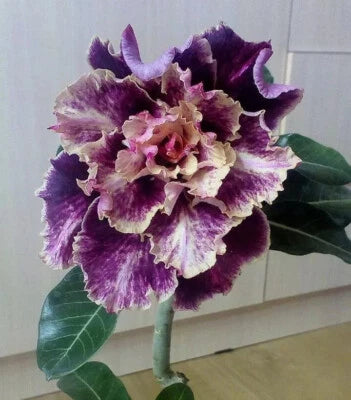 NEW White Purple Desert Rose Seeds for Planting Adenium Obesum Flower Perennial – Heirloom, Non-GMO seeds for planting in home garden – heirloom, non-GMO variety