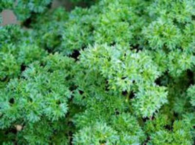 PARSLEY SEED, TRIPLE CURLED, HEIRLOOM, NON GMO, ,PARSLEY SEEDS, Non-GMO seeds for planting in home garden – heirloom, non-GMO variety