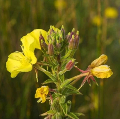 Yellow Common Evening Primrose Seeds for Planting Non-GMO Flower Seeds for Planting Pollinator – Heirloom, Drought-Tolerant, Perennial seeds for planting in home garden – heirloom, non-GMO variety