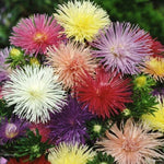 Nova Mix Aster Seeds for Planting Flower Seeds for Planting Seed Store – Heirloom, Non-GMO seeds for planting in home garden – heirloom, non-GMO variety