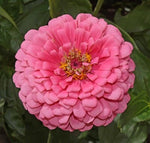Zinnia ROSE Tall Pink Cut Flowers Butterflies Bees Huge Blooms Non-GMO – Heirloom, Easy to Grow, Annual Blooms seeds for planting in home garden – heirloom, non-GMO variety