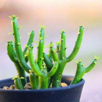 Lithops bonsai SS0052 Living Stones Flower Succulent Cactus Rare Succulent seeds – Heirloom, Non-GMO seeds for planting in home garden – heirloom, non-GMO variety