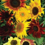 Sunflower Seeds for Planting, All Sorts Mix, Mixture Flower seeds, Non-GMO USA – Heirloom seeds for planting in home garden – heirloom, non-GMO variety