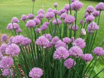 Onion Chives - seeds per pack – Heirloom, Non-GMO seeds for planting in home garden – heirloom, non-GMO variety