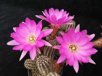Chamaelobivia (Peanut Cactus) Shooting Star Cactus Seeds for Planting – Heirloom, Non-GMO, Fragrant, Climbing Annual seeds for planting in home garden – heirloom, non-GMO variety