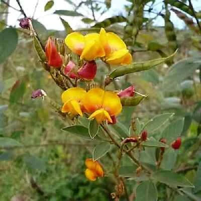 PIGEON PEA Seeds for Planting (Cajanus cajan) NON-GMO Agroforestry Garden seeds – Heirloom, Fragrant, Climbing Annual seeds for planting in home garden – heirloom, non-GMO variety