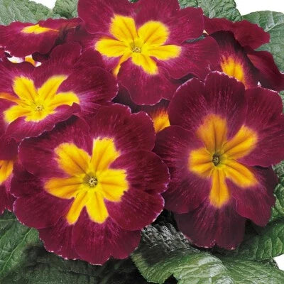 Primula Seeds for Planting Primrose Seeds for Planting Primula Danova Burgundy Bi Color FLOWER SEEDS – Heirloom, Non-GMO, Drought-Tolerant, Perennial seeds for planting in home garden – heirloom, non-GMO variety