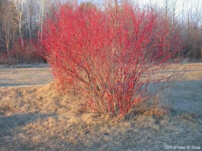 Red Twig Dogwood Cuttings Cornus Amomum '' Cut to Order Organic – Heirloom, Non-GMO seeds for planting in home garden – heirloom, non-GMO variety