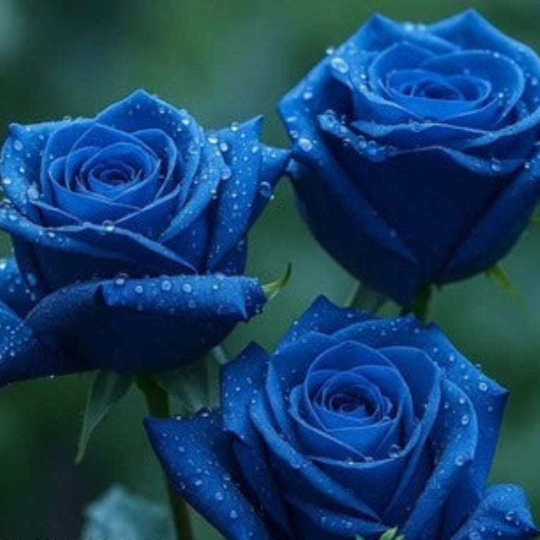 Blue Rose Seeds for Planting Rare and Striking Blooms for an Enchanting Garden – Heirloom, Non-GMO seeds for planting in home garden – heirloom, non-GMO variety