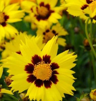 Coreopsis Sunkiss Color Breakthrough Brightest Yellow With Large Blotch – Heirloom, Non-GMO seeds for planting in home garden – heirloom, non-GMO variety