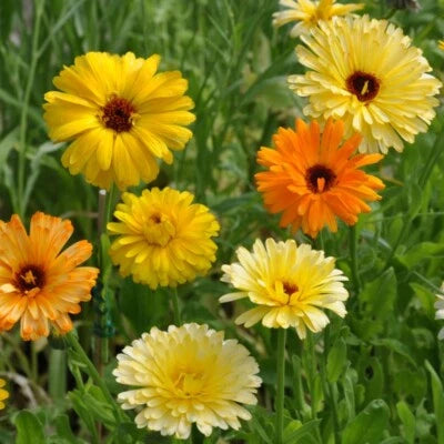 Pacific Beauty Mix Calendula Seeds for Planting Heirloom Edible Flowers Free Ship , Non-GMO, Edible Flowers and Leaves seeds for planting in home garden – heirloom, non-GMO variety