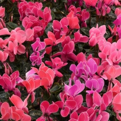 Cyclamen Seeds for Planting Cyclamen Dreamscape Flamed Dark Mix Flower Seeds for Planting – Heirloom, Non-GMO seeds for planting in home garden – heirloom, non-GMO variety