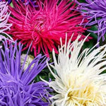 Crego Giant Mixture Aster Seeds for Planting NON-GMO Heirloom Fresh Flower Seeds for Planting seeds for planting in home garden – heirloom, non-GMO variety