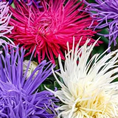 Crego Giant Mixture Aster Seeds for Planting NON-GMO Heirloom Fresh Flower Seeds for Planting seeds for planting in home garden – heirloom, non-GMO variety