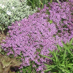 Dwarf Creeping Thyme Seeds for Planting, Thymus Serpyllum, Ground Cover Heirloom, Non-GMO seeds for planting in home garden – heirloom, non-GMO variety