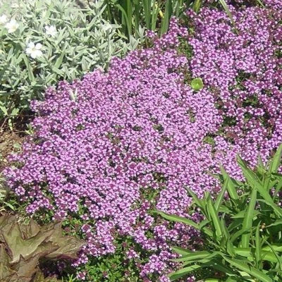 Dwarf Creeping Thyme Seeds for Planting, Thymus Serpyllum, Ground Cover Heirloom, Non-GMO seeds for planting in home garden – heirloom, non-GMO variety