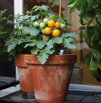 Ten Orange Hat Tomato Seeds for Planting - Micro Dwarf - Perfect For Aerogardens & Patio – Heirloom, Non-GMO seeds for planting in home garden – heirloom, non-GMO variety