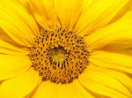 DWARF TEDDY BEAR SUNFLOWER ( SPRING MIX HEIRLOOM NON-GMO seeds for planting in home garden – heirloom, non-GMO variety