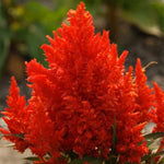 Scarlet Plume Celosia Seeds for Planting - Non-GMO – Heirloom seeds for planting in home garden – heirloom, non-GMO variety
