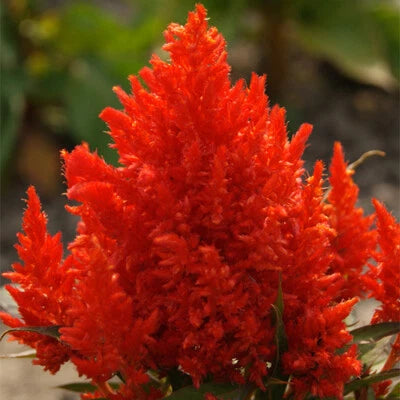Scarlet Plume Celosia Seeds for Planting - Non-GMO – Heirloom seeds for planting in home garden – heirloom, non-GMO variety