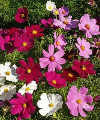 Dwarf Cosmos Seed Mix, Short & Compact, Colorful, Pollinators Heirloom, Non-GMO seeds for planting in home garden – heirloom, non-GMO variety