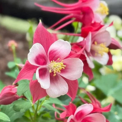 Red & White Columbine Seeds for Planting Striking Bicolor Blooms for Perennial Gardens â€“ Heirloom, Non-GMO, Perennial, Pollinator-Friendly seeds for planting in home garden â€“ heirloom, non-GMO variety
