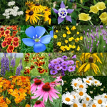 All Perennial Flower Seed Mix Flower Varieties – Heirloom, Non-GMO seeds for planting in home garden – heirloom, non-GMO variety