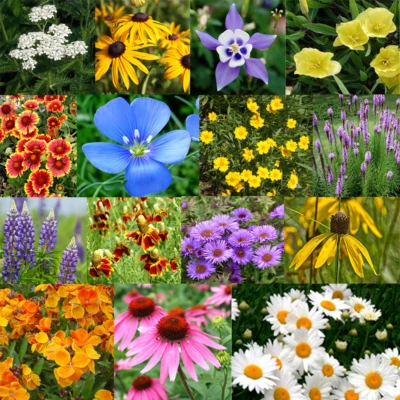 All Perennial Flower Seed Mix Flower Varieties – Heirloom, Non-GMO seeds for planting in home garden – heirloom, non-GMO variety
