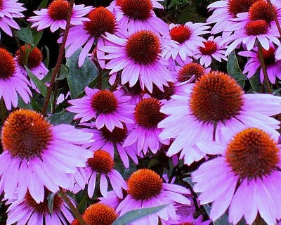Purple Coneflower Seeds for Planting Non-GMO Gary's Seed Store, Fresh Crop for - – Heirloom, Perennial, Pollinator-Friendly seeds for planting in home garden – heirloom, non-GMO variety