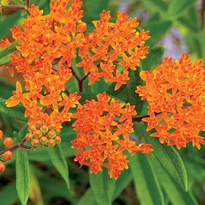 Butterfly Weed Seeds for Planting, Orange Milkweed, Pleurisy Root, Pollinators Heirloom, Non-GMO seeds for planting in home garden – heirloom, non-GMO variety