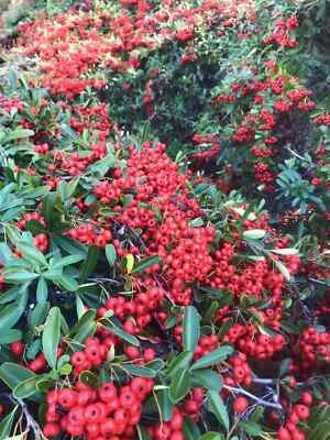 Pyracantha Berries, Firethorn USA – Heirloom, Non-GMO seeds for planting in home garden – heirloom, non-GMO variety