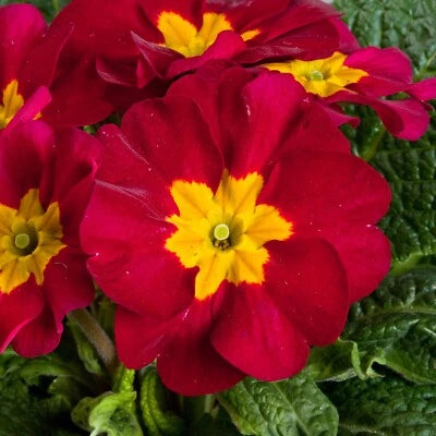 Primula Seeds for Planting Primrose Seeds for Planting Primula Danova Wine Red Bicolor FLOWER SEEDS – Heirloom, Non-GMO, Drought-Tolerant, Perennial seeds for planting in home garden – heirloom, non-GMO variety