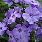 Beauty Blue Phlox Seeds for Planting , Non-GMO – Heirloom seeds for planting in home garden – heirloom, non-GMO variety