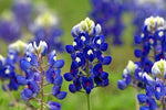 Texas Bluebonnet Lupine Seeds for Planting, Texas State Flower, Lone Star Lupine, FREE SHIP – Heirloom, Non-GMO seeds for planting in home garden – heirloom, non-GMO variety