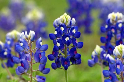 Texas Bluebonnet Lupine Seeds for Planting, Texas State Flower, Lone Star Lupine, FREE SHIP – Heirloom, Non-GMO seeds for planting in home garden – heirloom, non-GMO variety