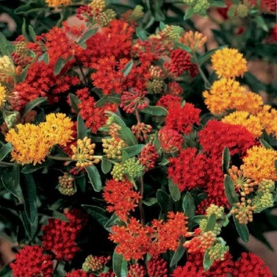 Asclepias Perennial Butterfly Tuberosas Flowers In Shades Of Multicolor – Heirloom, Non-GMO seeds for planting in home garden – heirloom, non-GMO variety