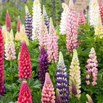 Russell Lupine Seeds for Planting Non-GMO Seed Store – Heirloom seeds for planting in home garden – heirloom, non-GMO variety