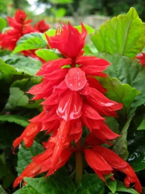 Salvia Improved Mojave True Red Flowers Deep Green Broad Leaf In & Out – Heirloom, Non-GMO seeds for planting in home garden – heirloom, non-GMO variety