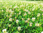 Dutch White Clover Cover Crop Seeds for Planting - NON-GMO - Heirloom Lawn Alternative seeds for planting in home garden – heirloom, non-GMO variety