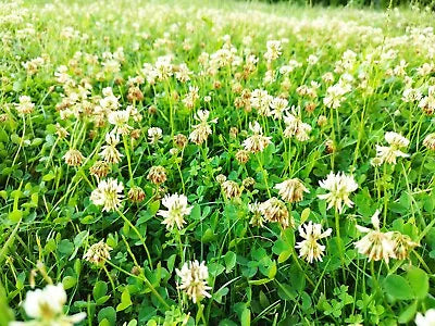 Dutch White Clover Cover Crop Seeds for Planting - NON-GMO - Heirloom Lawn Alternative seeds for planting in home garden – heirloom, non-GMO variety