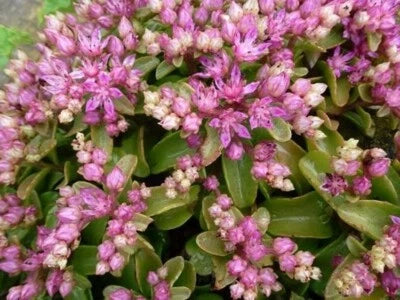 Listoniae Obtusifolium Sedum Pink Star Shaped Flowers Oval Green Foliage – Heirloom, Non-GMO seeds for planting in home garden – heirloom, non-GMO variety