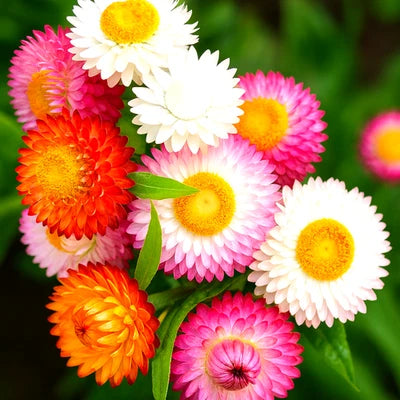 STRAWFLOWER SEEDS HEIRLOOM EVERLASTING CUTDRIED BLOOMS , Non-GMO seeds for planting in home garden – heirloom, non-GMO variety