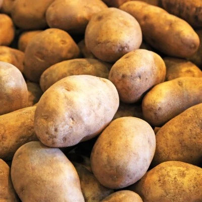500 PcsG Russet Seed Potatoes USDA Certified Planting Burbank Potato Seed – Heirloom, Non-GMO seeds for planting in home garden – heirloom, non-GMO variety