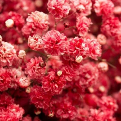 Crimson Red Carmine Baby's Breath Seeds for Planting Non-GMO – Heirloom seeds for planting in home garden – heirloom, non-GMO variety