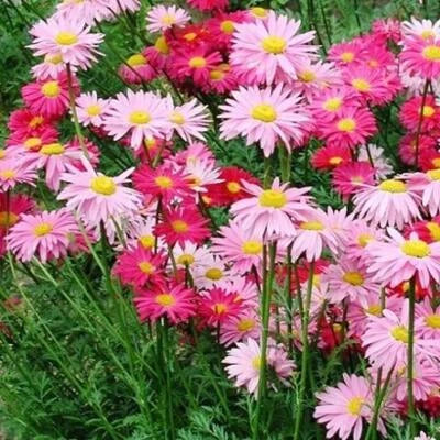 Painted Daisy ROBINSONS GIANT MIX Perennial Huge Cut Flowers Non-GMO – Heirloom seeds for planting in home garden – heirloom, non-GMO variety