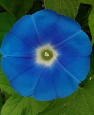 Heavenly Blue Morning Glory Giant Blue Flowers – Heirloom, Non-GMO seeds for planting in home garden – heirloom, non-GMO variety