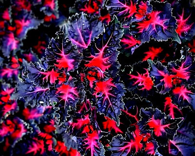 Coleus Black Dragon Lulu Seeds for Planting Rare Dark Foliage Ornamental Flower Plant – Heirloom, Non-GMO seeds for planting in home garden – heirloom, non-GMO variety