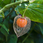CHINESE LANTERN Flower Orange Seed Pods Pollinators DRIED Cut Flowers â€“ Heirloom, Non-GMO seeds for planting in home garden â€“ heirloom, non-GMO variety
