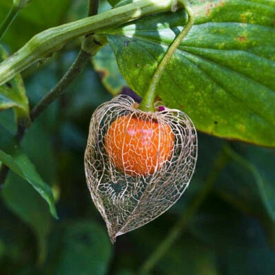 CHINESE LANTERN Flower Orange Seed Pods Pollinators DRIED Cut Flowers â€“ Heirloom, Non-GMO seeds for planting in home garden â€“ heirloom, non-GMO variety
