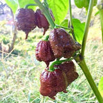 Chocolate Carolina Reaper Chili Pepper Seeds for Planting World Record Hot Peppers Seed – Heirloom, Non-GMO seeds for planting in home garden – heirloom, non-GMO variety